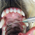 Tiefe Wunden im Oberkiefer, bedingt durch Fehlstellung der Unterkieferfangzähne - Hund Zahnspange Gebissregulierung 02