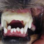 Fertige Aufbissebene zur Gebissregulierung - Hund Zahnspange Gebissregulierung 03