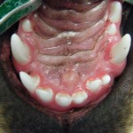Blick auf den Oberkiefer und Gaumen mit Fehlstellung des 2. Schneidezahnes auf der rechten Seite - Hund Zahnspange Gebissregulierung Dehnschraube 2