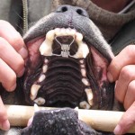 Dehnschraube zur Korrektur aller Schneidezähne im Oberkiefer - Hund Zahnspange Gebissregulierung Dehnschraube 4