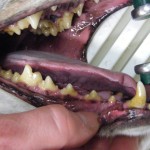 Vor der Zahnsteinentfernung - Hund Zahnstein 2
