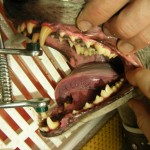 Nach der Zahnsteinentfernung - Hund Zahnstein 3