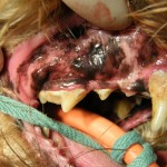 Vor der Zahnsteinentfernung - Hund Zahnstein 4