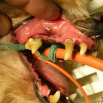 Vor der Zahnsteinentfernung - Hund Zahnstein 7