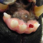 Frische Fraktur an einem Schneidezahn mit Blutung und Tiefenmessung mittels Zahnsonde - Hund abgebrochener Schneidezahn Plombe Incisivus Fraktur 1
