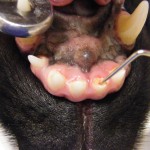 Frische Fraktur an einem Schneidezahn mit Blutung und Tiefenmessung mittels Zahnsonde - Hund abgebrochener Schneidezahn Plombe Incisivus Fraktur 2