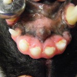 Fertig versiegelter Zahn mit Kunststofffüllung - Hund abgebrochener Schneidezahn Plombe Incisivus Fraktur 4