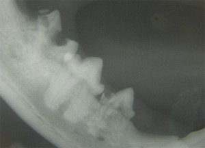 Massive Defekte an den Zahnkronen. Katze FORL Neck Lesion 1