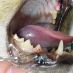 Mit der Sonde werden die erkrankten Zähne ausfindig gemacht und untersucht - Katze FORL Neck Lesion 1a