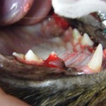 Spontane Blutung an einem an FORL erkrankten Zahn - Katze FORL Neck Lesion 2