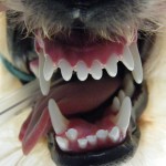 Fehlstellung der Unterkieferfangzähne - Hund Zahnspange Gebissregulierung 00
