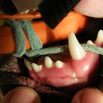 Blick auf den Oberkiefer und Gaumen mit Fehlstellung des 2. Schneidezahnes auf der rechten Seite - Hund Zahnspange Gebissregulierung Dehnschraube 1